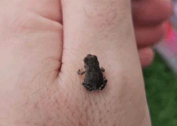 C0109007 Frog collapsed in the road begging for help_part2