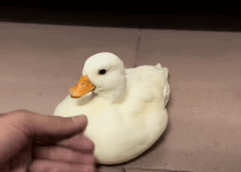 C0109008 Rescue a duck and then_part2