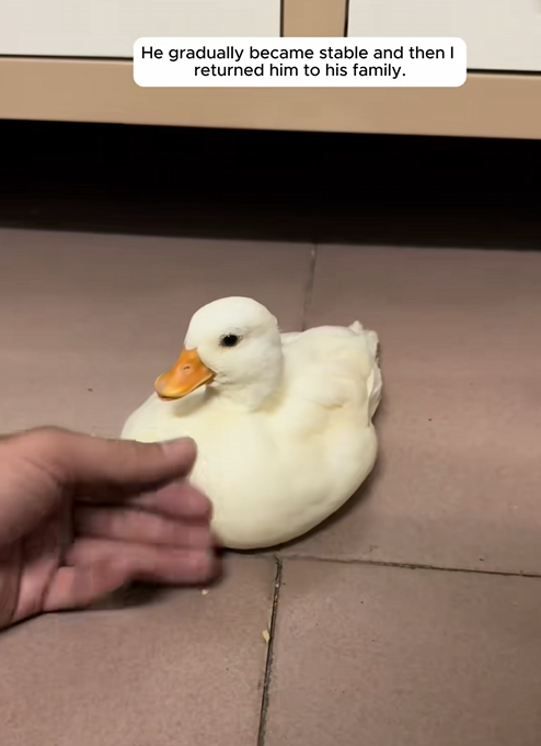 C0109008 Rescue a duck and then_part2