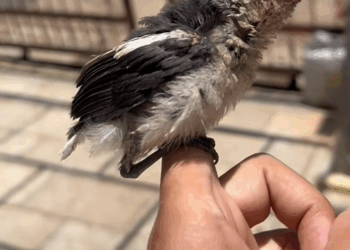 C0109009 Rescue a young bird that fell into a water tank from the roof bird_part2