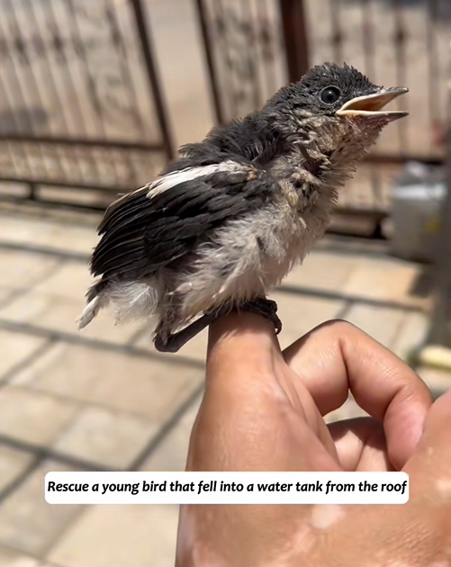 C0109009 Rescue a young bird that fell into a water tank from the roof bird_part2