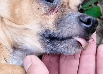 C0109010 Rescue family dog _part2