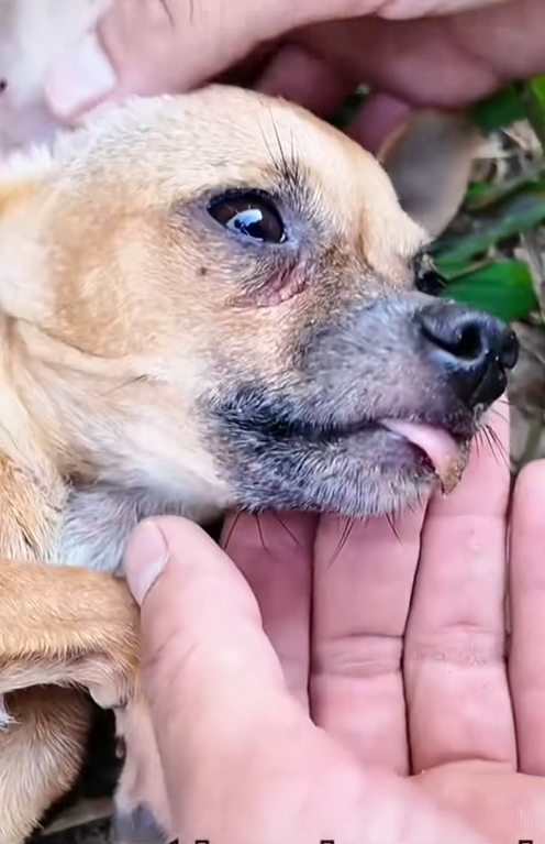 C0109010 Rescue family dog _part2