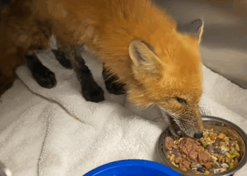 C0109011 Rescue fox rescue rescueanimals _part2