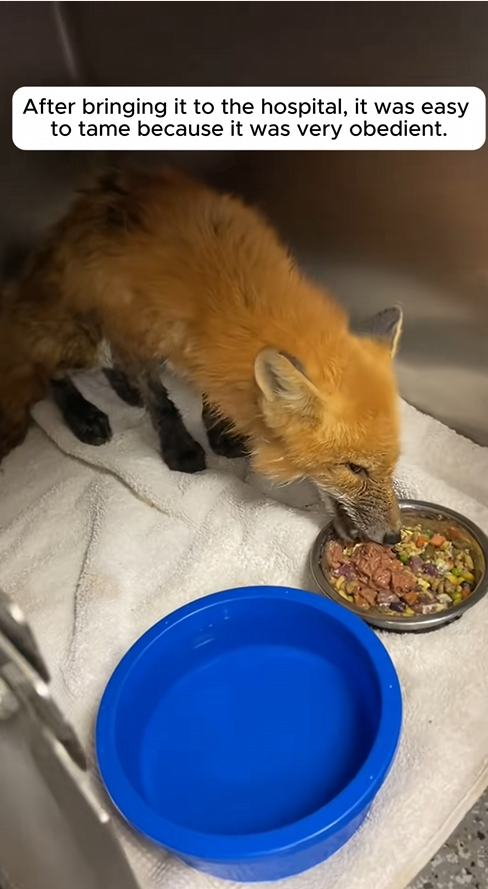 C0109011 Rescue fox rescue rescueanimals _part2