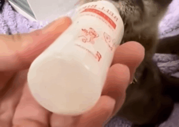 C0109012 Rescuing little otter that had lost its home due to the flood _part2