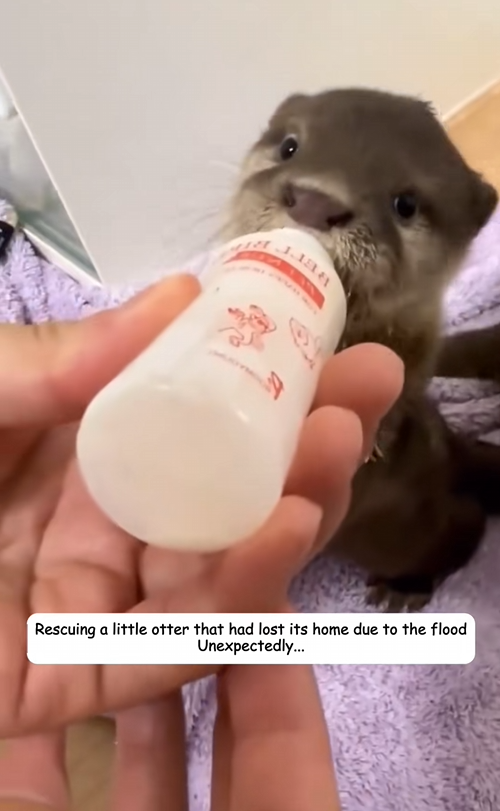 C0109012 Rescuing little otter that had lost its home due to the flood _part2