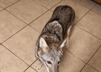 C0109013 The kind family rescue coyote_part2