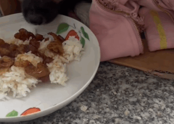 C0109014 The puppy stayed on the roadside to guard its companion who had died_part2