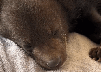 C0109015 We rescued a baby bear just in time before in drowned and then_part2