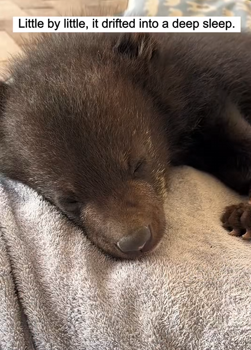 C0109015 We rescued a baby bear just in time before in drowned and then_part2