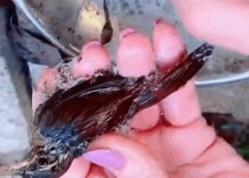 C0208003 Every step was painful… but it kept walking_part2