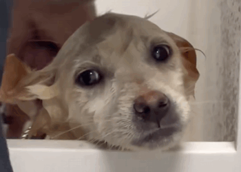 C3007014 This rescue ended in tears—for everyone involved part2