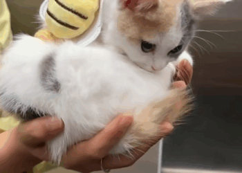 C0208004 It didn’t even have the strength to cry_part2