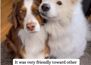 C0208005 Its condition was worse than we imagined_part2