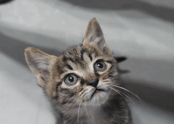 C0208006 Half its body was paralyzed when we found it_part2