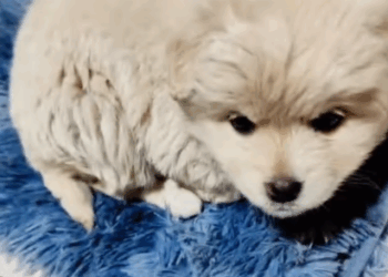 C0308001 Found dying in the dirt… we couldn’t believe it was still breathing_part2