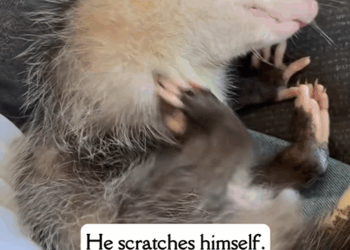 C1808001 Injured opossum silent cry for help finally answered_part2