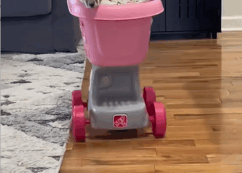 C1808002 Poor baby kangaroo rescue animal save kangaroo love_part2