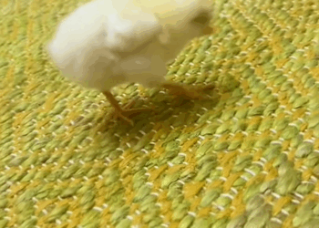 C1808003 Nobody believed this chicken could survive – they were wrong_part2