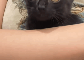 C1808004 Poor kitten got stuck on the highway _part2