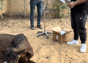 C1808005 Animal dumped and dying – then a miracle happened_part2