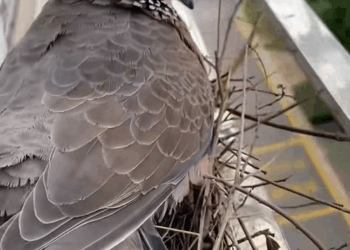 C1808006 There is pigeon living on my balcony rescue save pigeon _part2