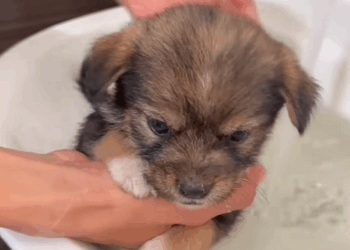 C1908002 Nobody believed this puppy could survive this night_part2