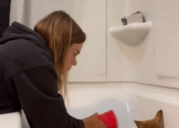 C1908003 Rescue a baby coyote buried in the soil and then rescue_part2