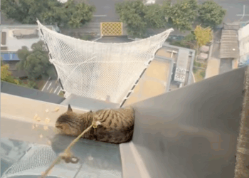 C1908004 Rescue a cat trapped outside the window on the 20th floor and then _part2