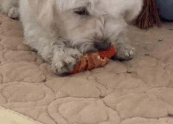 C1908005 Rescue dying stray dog and then rescue animals_part2