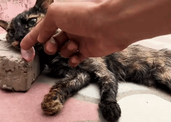 C1908006 Thanks for rescuing the cat family but what happened to them before_part2