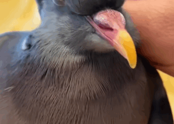 C0509002 Couple rescues and adopts a bird lying exhausted in a pile of trash _part2