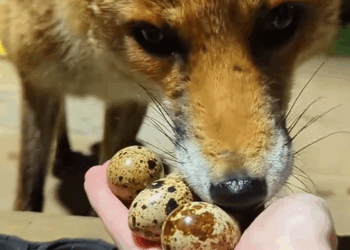 C0509011 That egg gave me friend the fox from that day_part2