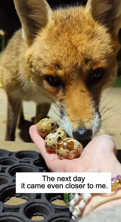 C0509011 That egg gave me friend the fox from that day_part2