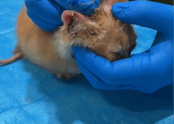 C1209010 On a rainy night I found a stray cat. cat.It was soaked all over_part2