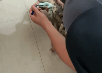 C1209012 One rainy day I found an injured cat.I saved it and took it home_part2