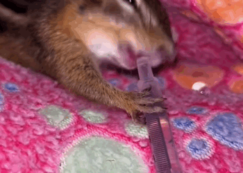 C1209013 saved squirrel from hunter trap and then this happened_part2