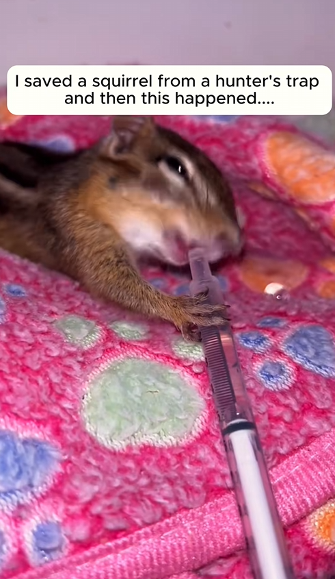 C1209013 saved squirrel from hunter trap and then this happened_part2
