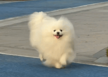 C1209014 stray dog came towards me.It is very thin.I decided to take it away…_part2