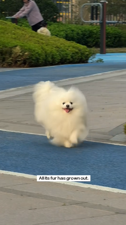 C1209014 stray dog came towards me.It is very thin.I decided to take it away…_part2
