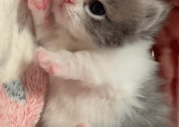 C1209015 The mother cat was holding a kitten in her mouth and looking at me _part2