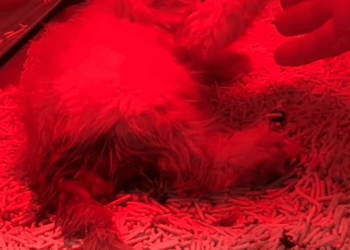 C1309001 It Was Crying Through the Rain And Refused to Give Up _part2