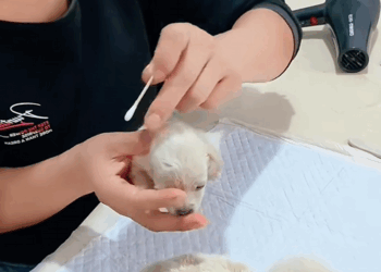 C1309002 dog animal dogsoftiktok love_part2