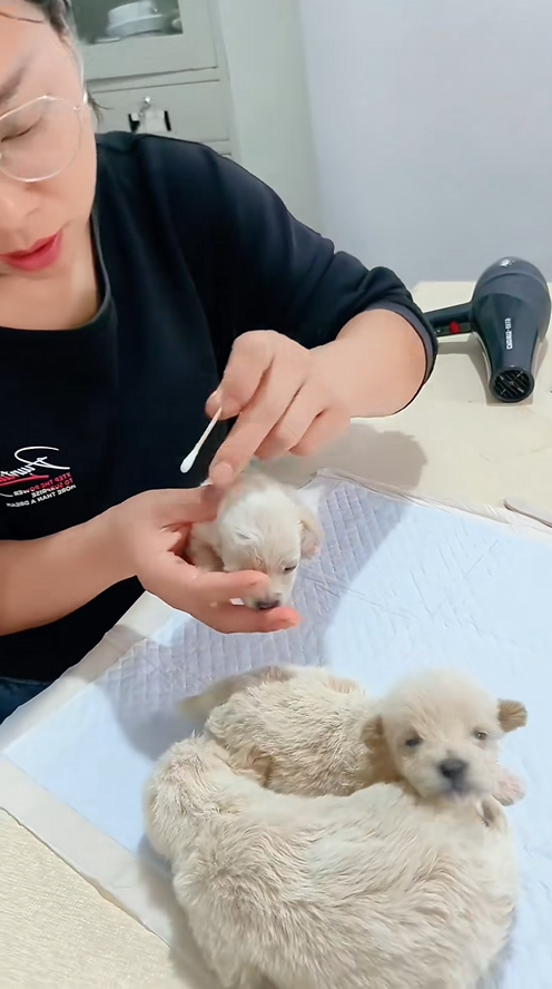C1309002 dog animal dogsoftiktok love_part2