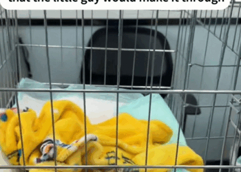 C1309003 Helping stray cats_part2