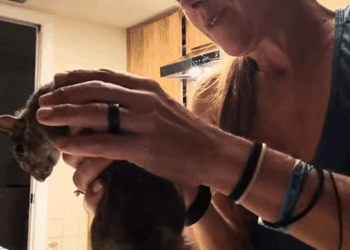 C0509012 The woman witnessed a squirrel falling from its nest high above _part2