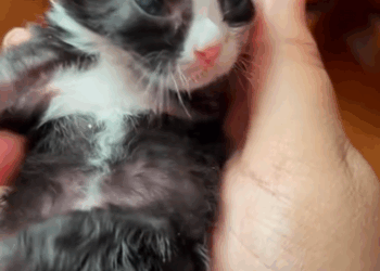 C1309004 Poor kitten rescue rescueanimals rescuecat_part2