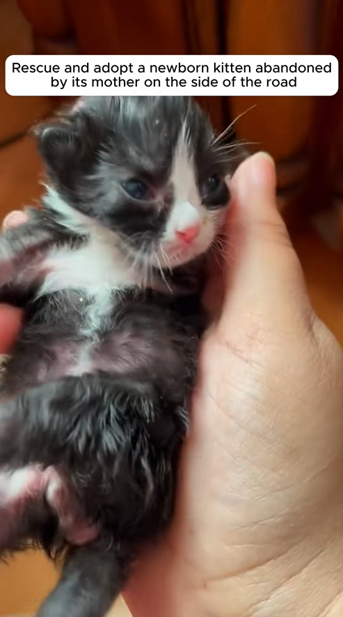 C1309004 Poor kitten rescue rescueanimals rescuecat_part2