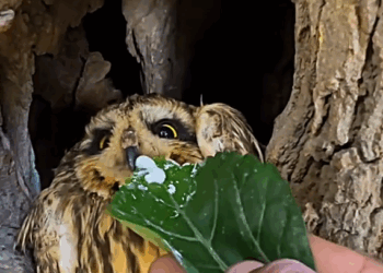 C1309005 Poor kitten _part2